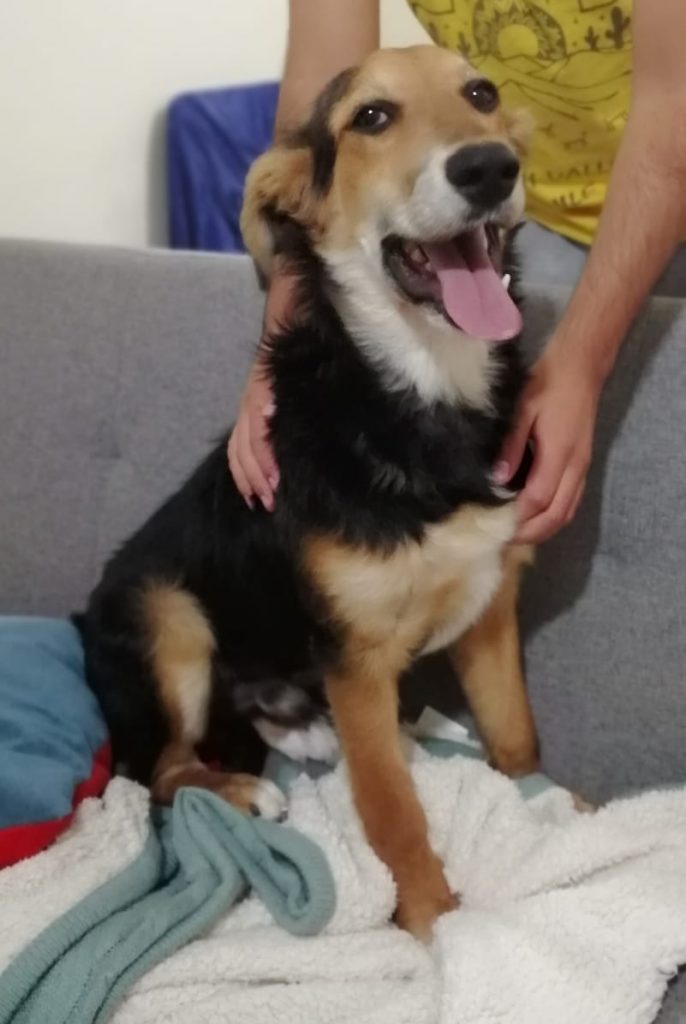 bartolito